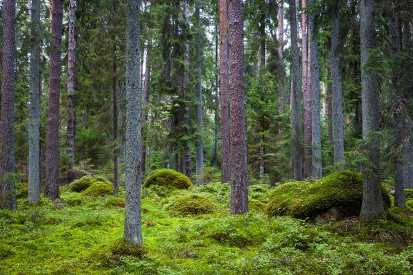 Kiefernwald mit moosbewachsenen Felsen. lahemaa-Nationalpark, Estland — Stockfoto