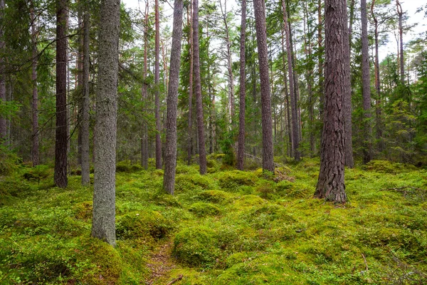 Bosque de pinos con rocas cubiertas de musgo. Parque nacional Lahemaa, Estonia —  Fotos de Stock