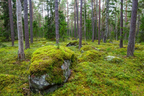 Çam ormanı moss ile taş kaplı. Lahemaa Milli Parkı, Estonya — Stok fotoğraf