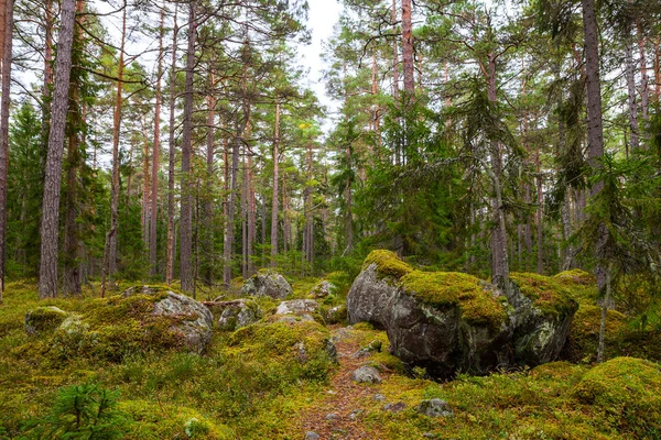 Bosque de pinos con rocas cubiertas de musgo. Parque nacional Lahemaa, Estonia —  Fotos de Stock