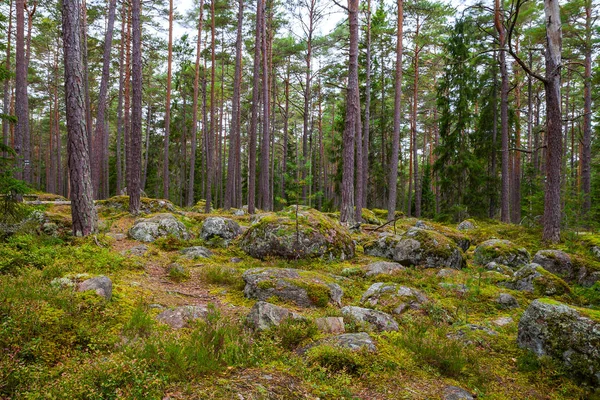 Skály v lese poblíž vesnice Kasmu kapitán, Estonsko — Stock fotografie