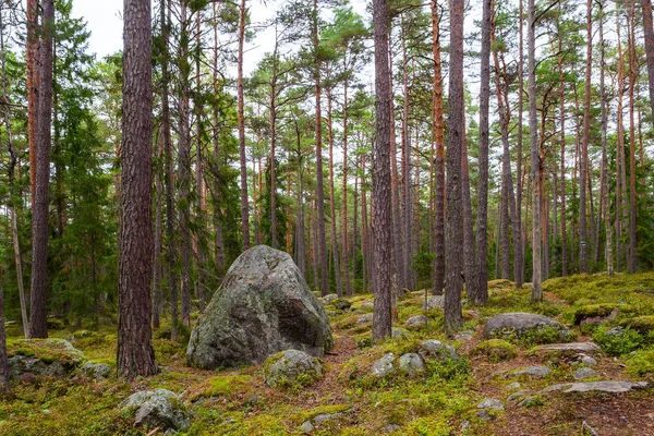 Skály v lese poblíž vesnice Kasmu kapitán, Estonsko — Stock fotografie