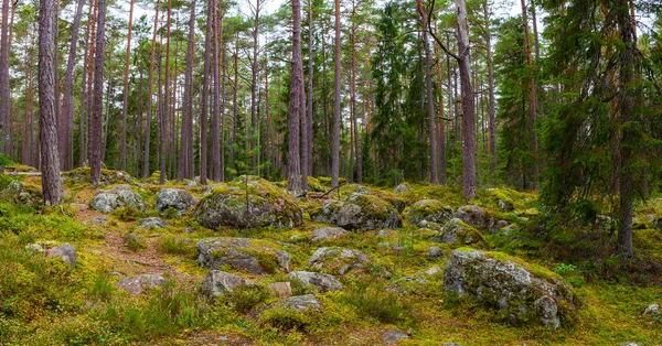 Skály v lese poblíž vesnice Kasmu kapitán, Estonsko — Stock fotografie