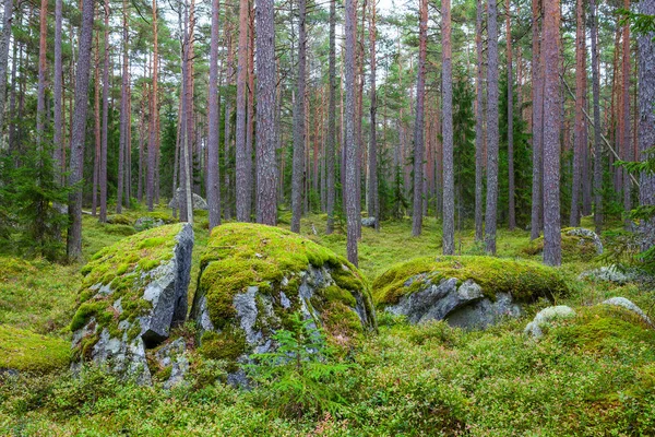 Rocas en el bosque cerca del pueblo del capitán Kasmu, Estonia —  Fotos de Stock