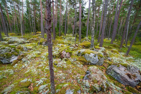 Skály v lese poblíž vesnice Kasmu kapitán, Estonsko — Stock fotografie