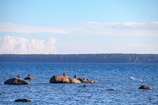 石とバルト海の海岸に鳥 — ストック写真
