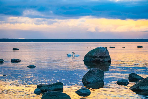 Балтийское побережье после заката с парой лебедей на горизонте — стоковое фото