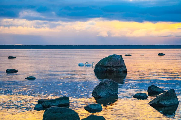 Балтийское побережье после заката с парой лебедей на горизонте — стоковое фото