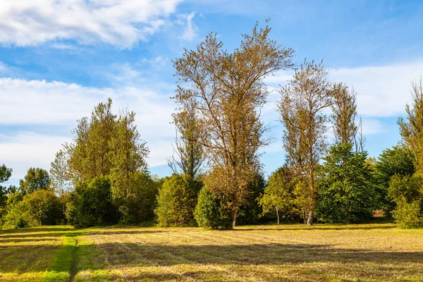 Yaz, ağaçlar ve mavi gökyüzü, yeşil çayır