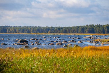 Baltık Denizi kıyısında taşlar