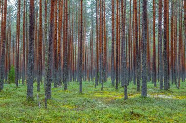 Yeşil çam ormanı. Düz şort Rythmes.