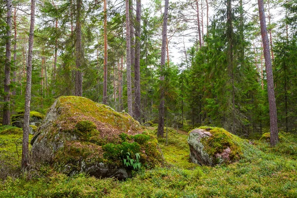 Çam ormanı moss ile taş kaplı. Lahemaa Milli Parkı, Estonya