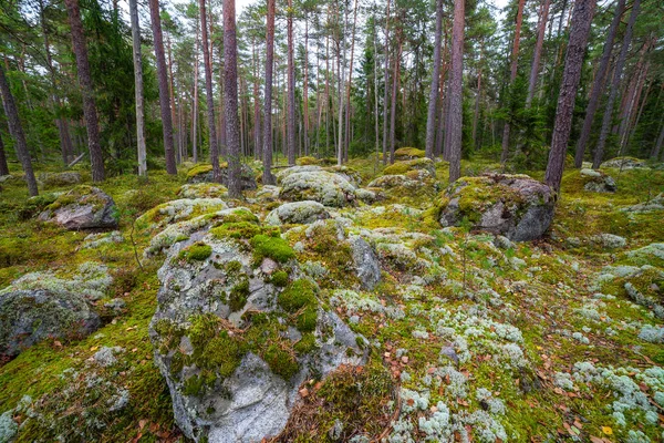 Rocas en el bosque cerca del pueblo del capitán Kasmu, Estonia —  Fotos de Stock