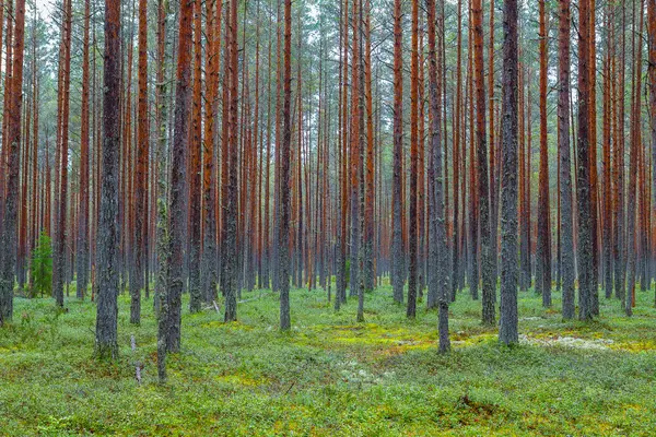 Yeşil çam ormanı. Düz şort Rythmes.