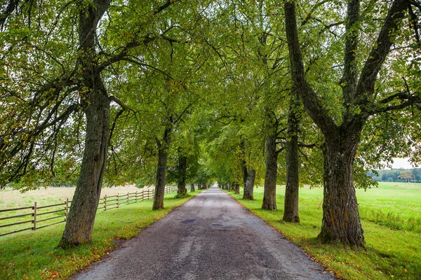Old linden alley along road in the park — Stock Photo, Image