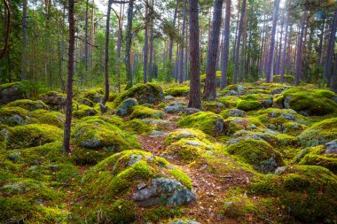 Çam ormanı ve güzel gün ışığında büyük kayalar