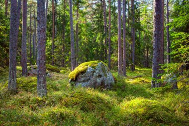 Çam ormanı ve güzel gün ışığında büyük kayalar
