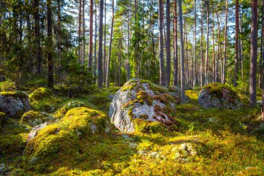 Çam ormanı ve güzel gün ışığında büyük kayalar
