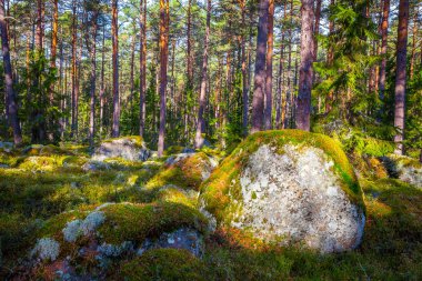 Çam ormanı ve güzel gün ışığında büyük kayalar