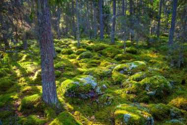 Çam ormanı ve güzel gün ışığında büyük kayalar