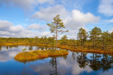 Çam ağacı ile ada. Viru bataklıkları, Lahemaa Milli Parkı
