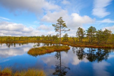Çam ağacı ile ada. Viru bataklıkları, Lahemaa Milli Parkı