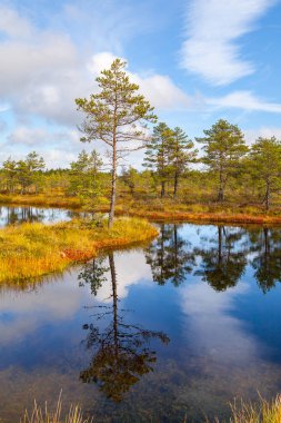 Çam ağacı ile ada. Viru bataklıkları, Lahemaa Milli Parkı