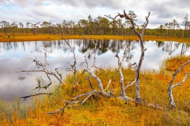 Bataklık lake, sonbahar sezonu yakınındaki güzel çıplak mayo. Viru bataklıkları, Lahemaa Milli Parkı