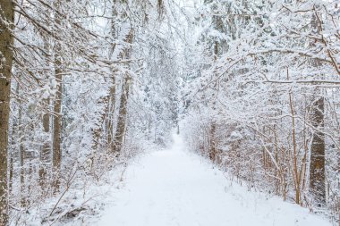 Çam ağaçları orman kırsal Road buzlu