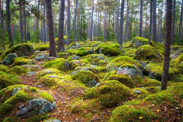 Bosque de pinos y rocas grandes en la luz del día beatiful —  Fotos de Stock