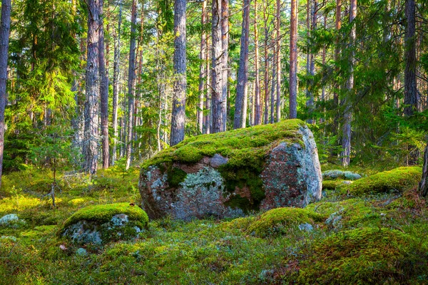 Çam ormanı ve güzel gün ışığında büyük kayalar — Stok fotoğraf