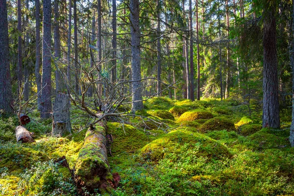 Kiefernwald und große Findlinge im schönen Tageslicht — Stockfoto