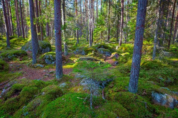 Tallskog och stora stenblock i vacker dagsljus — Stockfoto