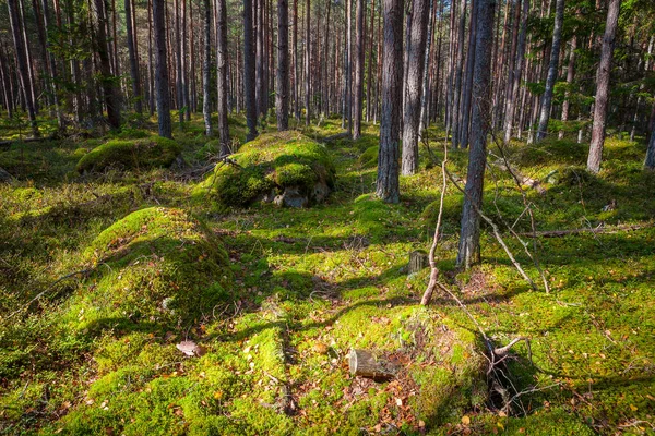 Borovicový les a velké balvany v krásný den světla — Stock fotografie