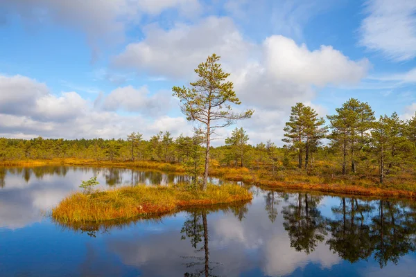 Çam ağacı ile ada. Viru bataklıkları, Lahemaa Milli Parkı
