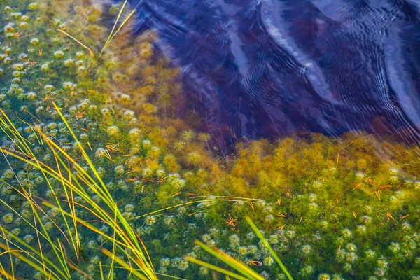 Grass and moss in swamp lake, autumn season. Viru bogs at Lahemaa national park — Stock Photo, Image