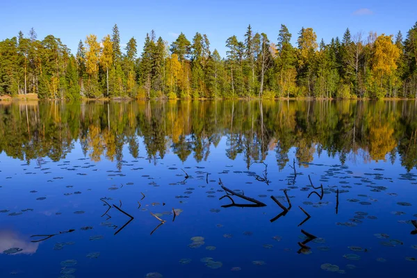 Sonbahar Orman yansıması sessiz gölet, Aegviidu, Estonya