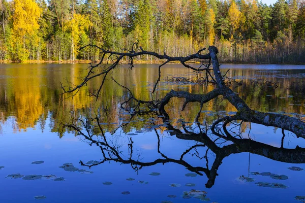 Árbol muerto y reflexión del bosque otoñal en estanque tranquilo, Aegviidu, Estonia — Foto de Stock