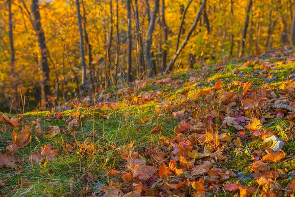 Herbstblätter und verschwommene Bäume im Hintergrund. schöner Ort zum Wandern und Entspannen — Stockfoto