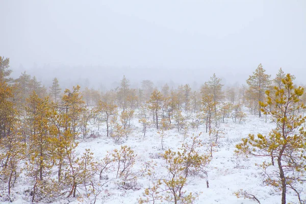 Paesaggio invernale innevato con pini — Foto Stock