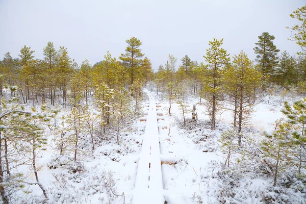 Snötäckt vinterlandskap med trä sökväg mellan tallar — Stockfoto