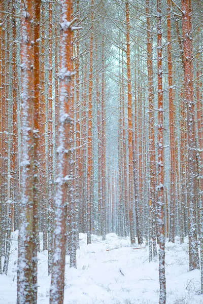 松の木のトランクと雪に覆われた冬の風景 — ストック写真