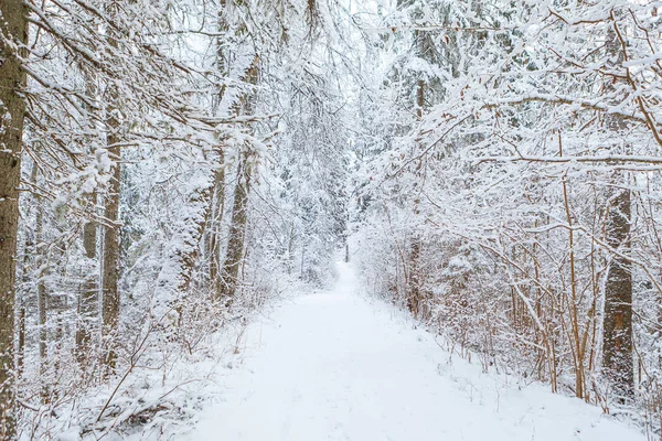 Çam ağaçları orman kırsal Road buzlu