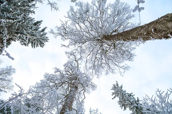 Vista para cima dos pinheiros cobertos de neve — Fotografia de Stock