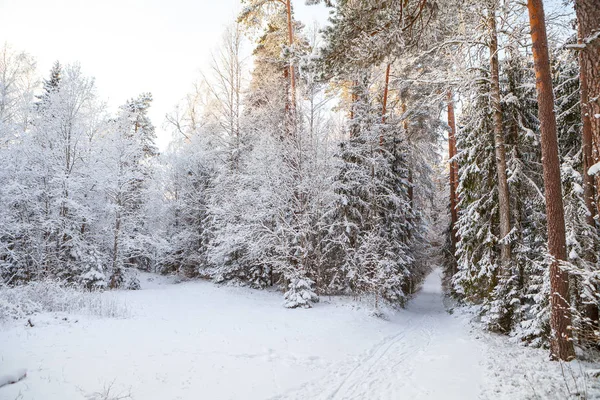 Frostad tallar längs lantlig väg i skogen — Stockfoto