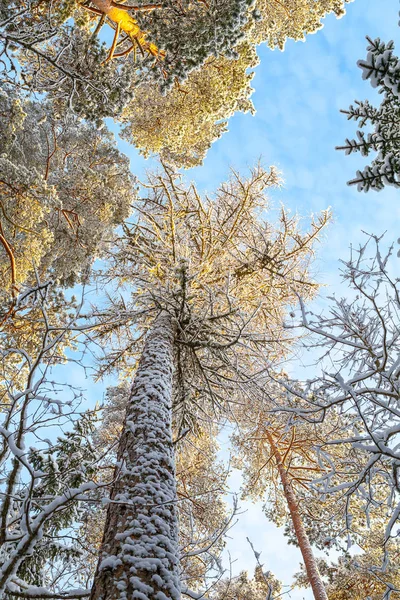 Vista verso l'alto di pini ricoperti di neve — Foto Stock