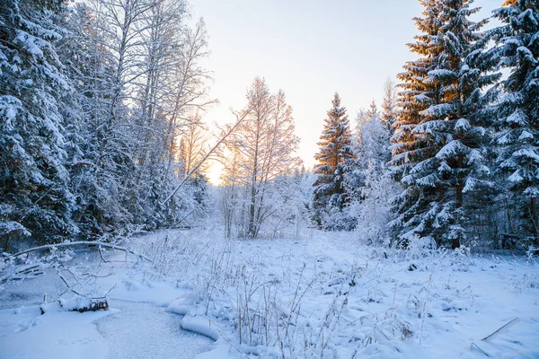 Frosted pijnbomen langs bevroren rivier, tijd van zonsopgang — Stockfoto