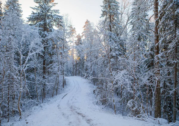 Frostige Kiefern entlang der Landstraße im Wald, Sonnenaufgangszeit — Stockfoto