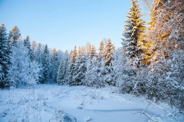 Frostad tallar längs frusna floden, soluppgång tid — Stockfoto