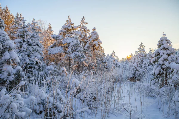 Snowy pine trees, sunrise time